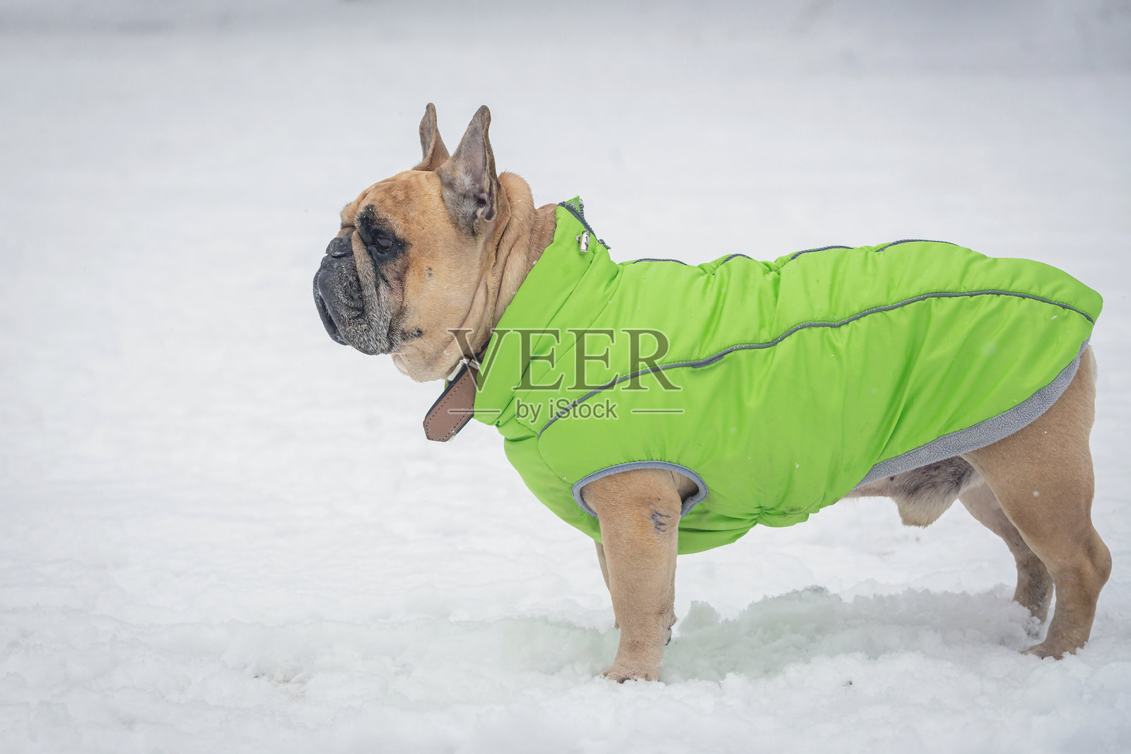 一只法国斗牛犬在雪覆盖的空地上特写。照片摄影图片