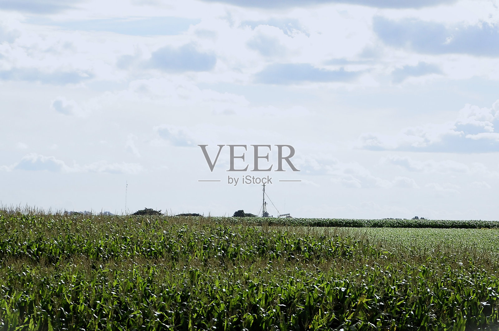 阳光明媚的玉米种植园照片摄影图片