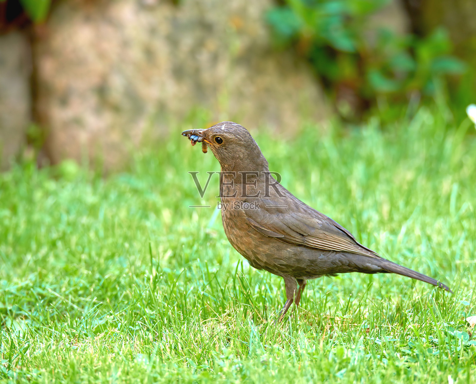 黑鸟照片摄影图片
