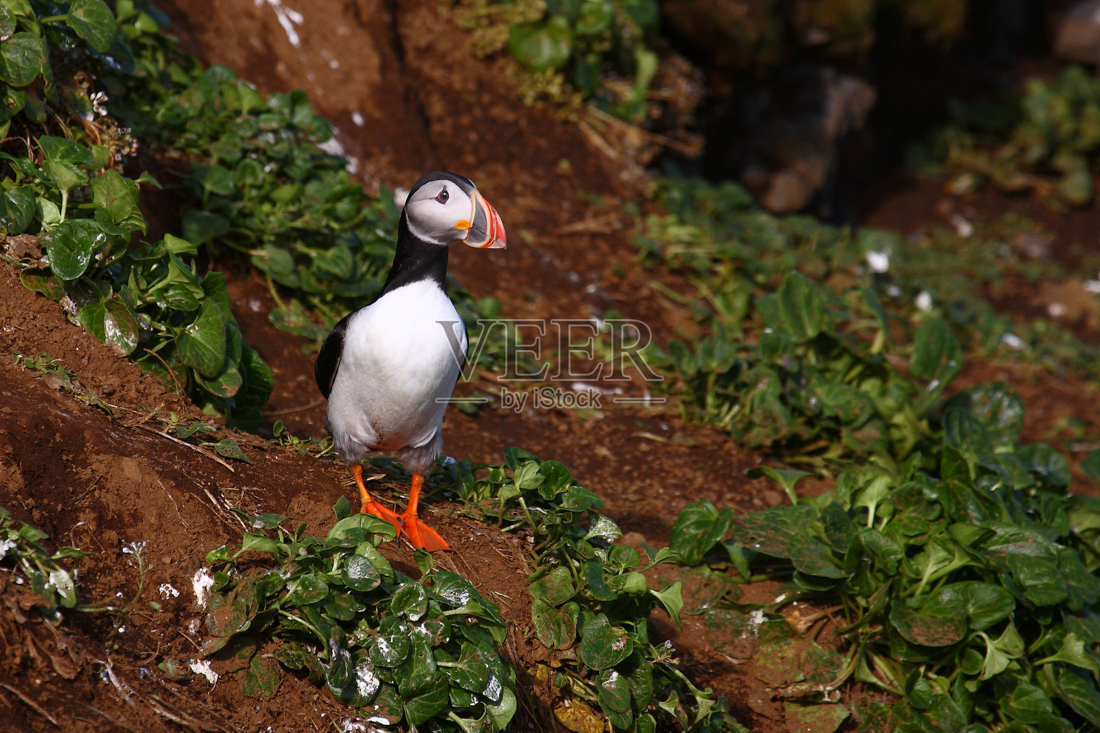 海雀 / 大西洋海雀 / 北极海雀照片摄影图片