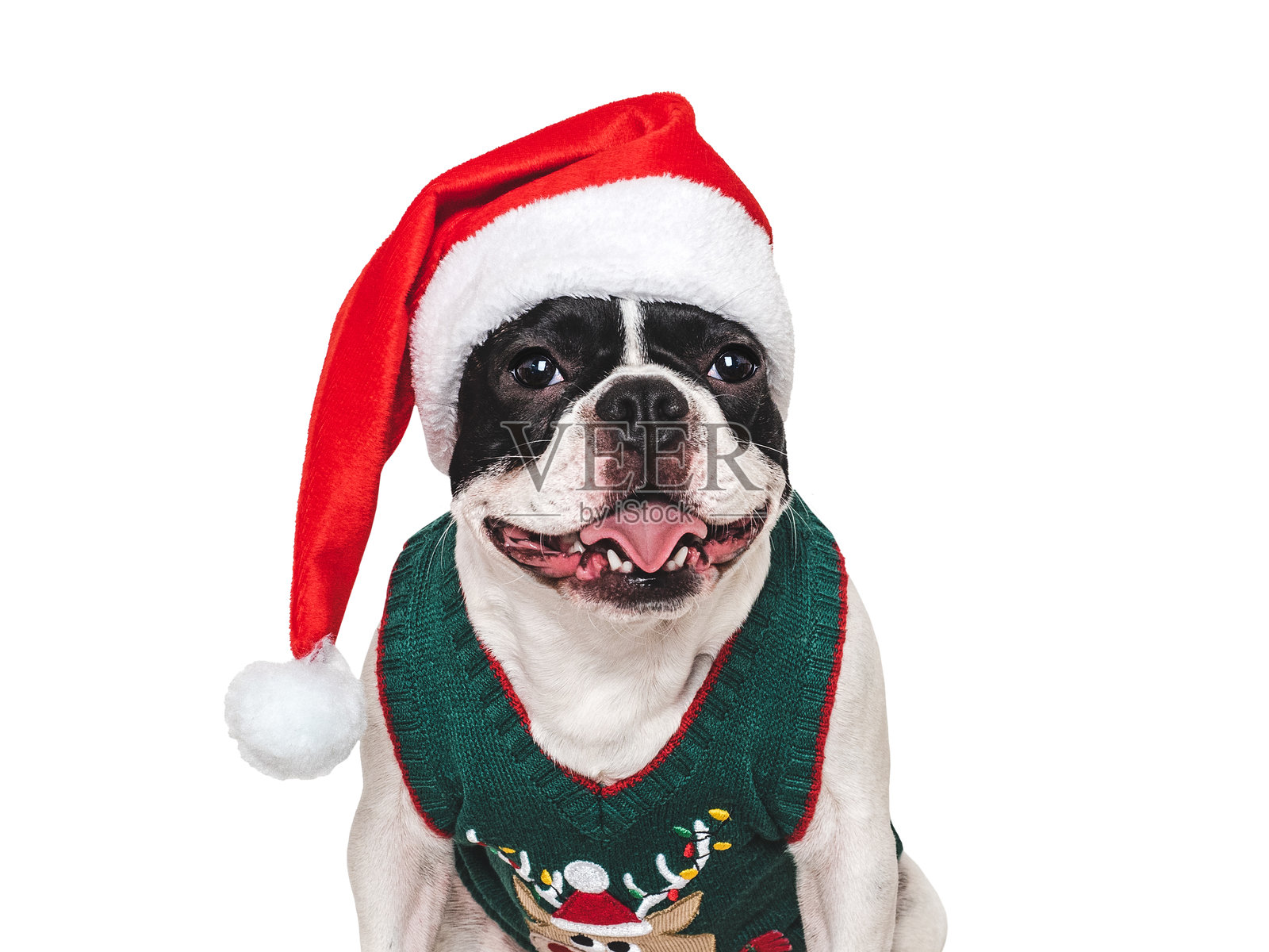 圣诞快乐，新年快乐。可爱的小狗照片摄影图片