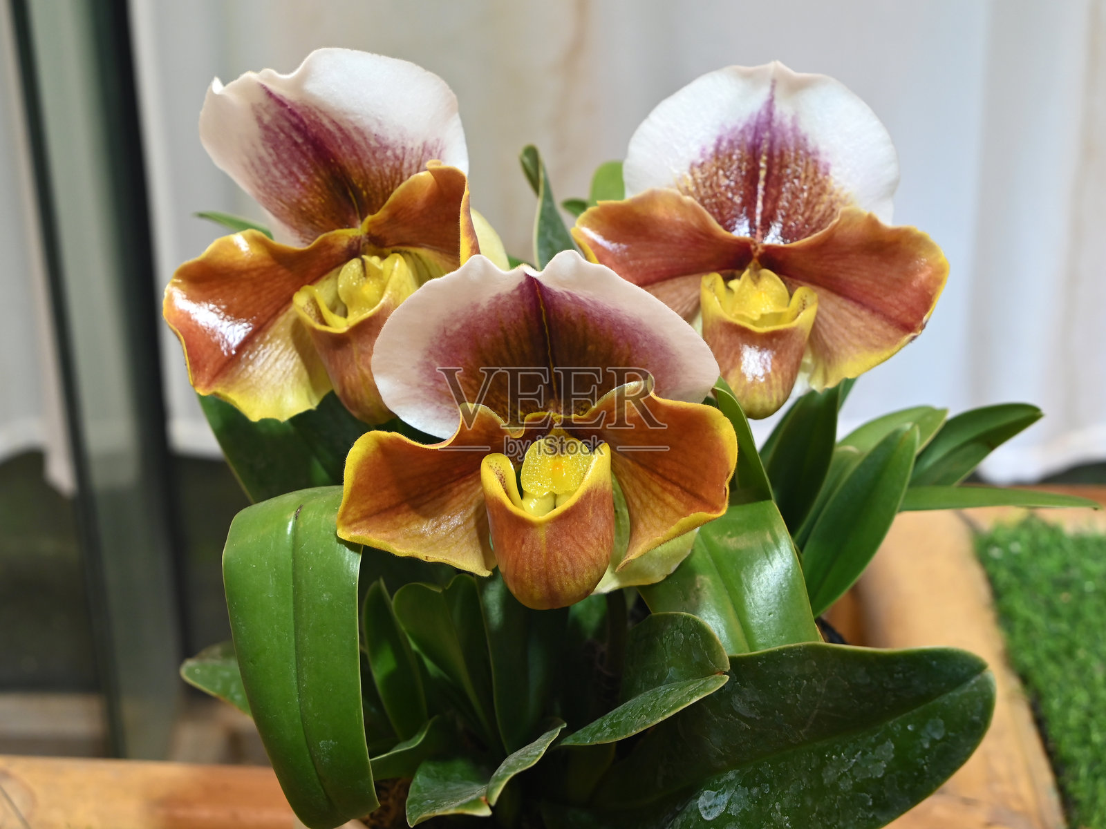 三朵棕色的蝴蝶兰花在明亮的光线下绽放，带有黄色的雄蕊。照片摄影图片