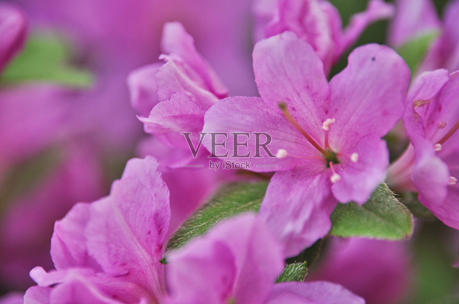 春天盛开的紫色杜鹃花特写镜头照片摄影图片