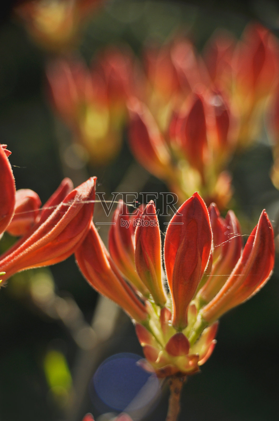 特写镜头展示大型、饱满且未开放的橙色杜鹃花蕾照片摄影图片