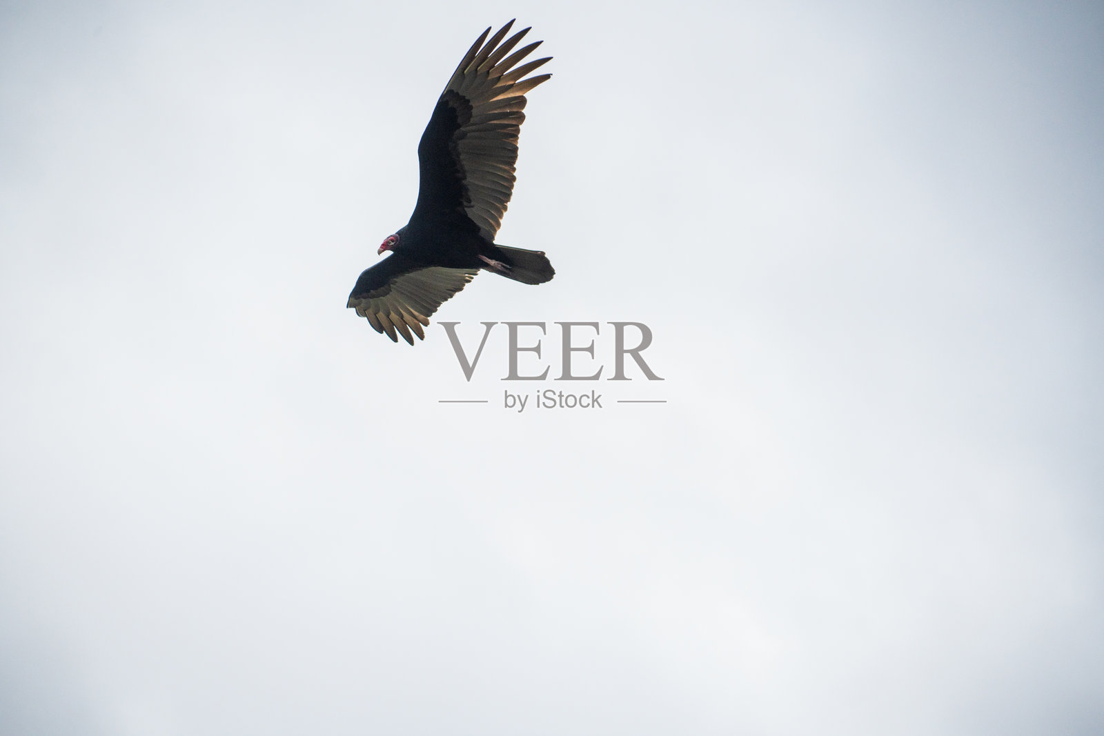 佛罗里达州埃弗格雷德斯国家公园的黑秃鹫照片摄影图片