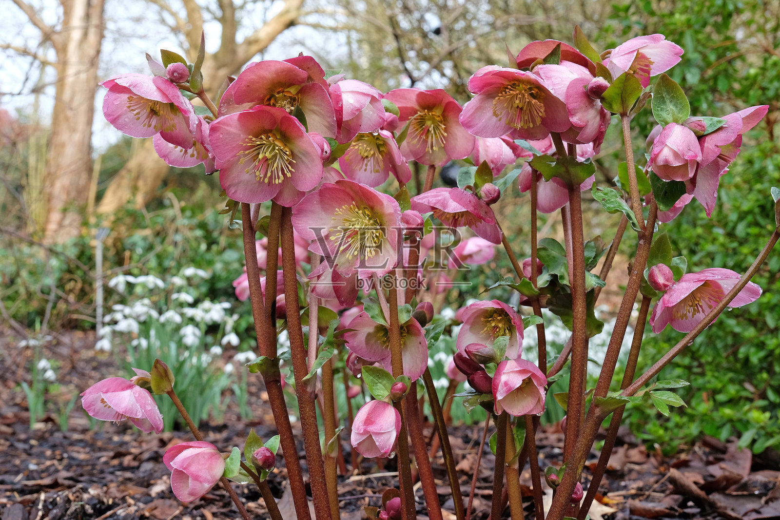 粉色的黑心蕨，杂交的黑心蕨，复活节玫瑰或雪玫瑰盛开。照片摄影图片