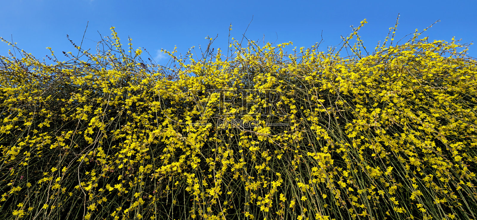 光腊梅 (冬腊梅)照片摄影图片