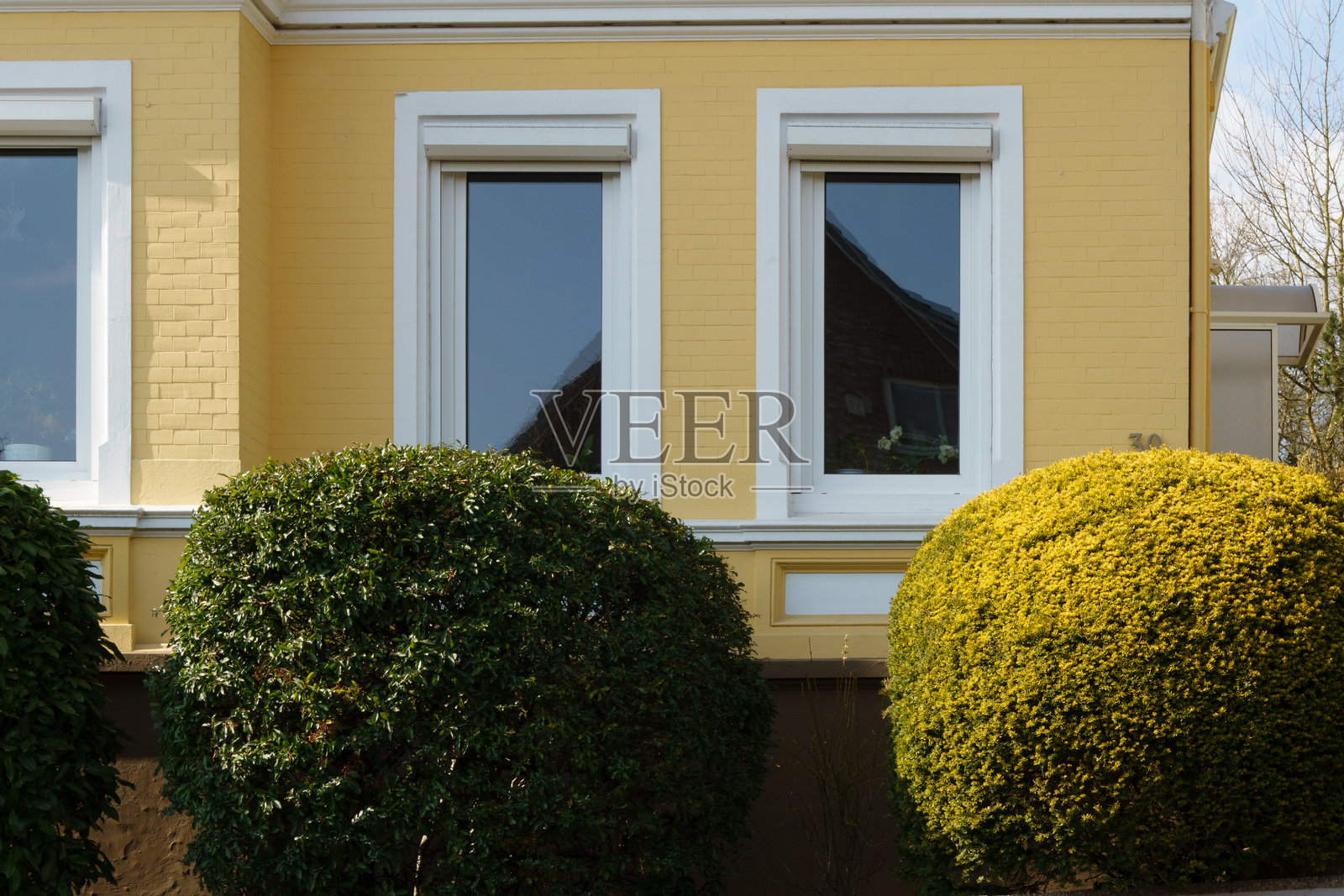 时尚的老黄色房子，配有白色窗户和对称的绿色与黄色球形灌木。照片摄影图片