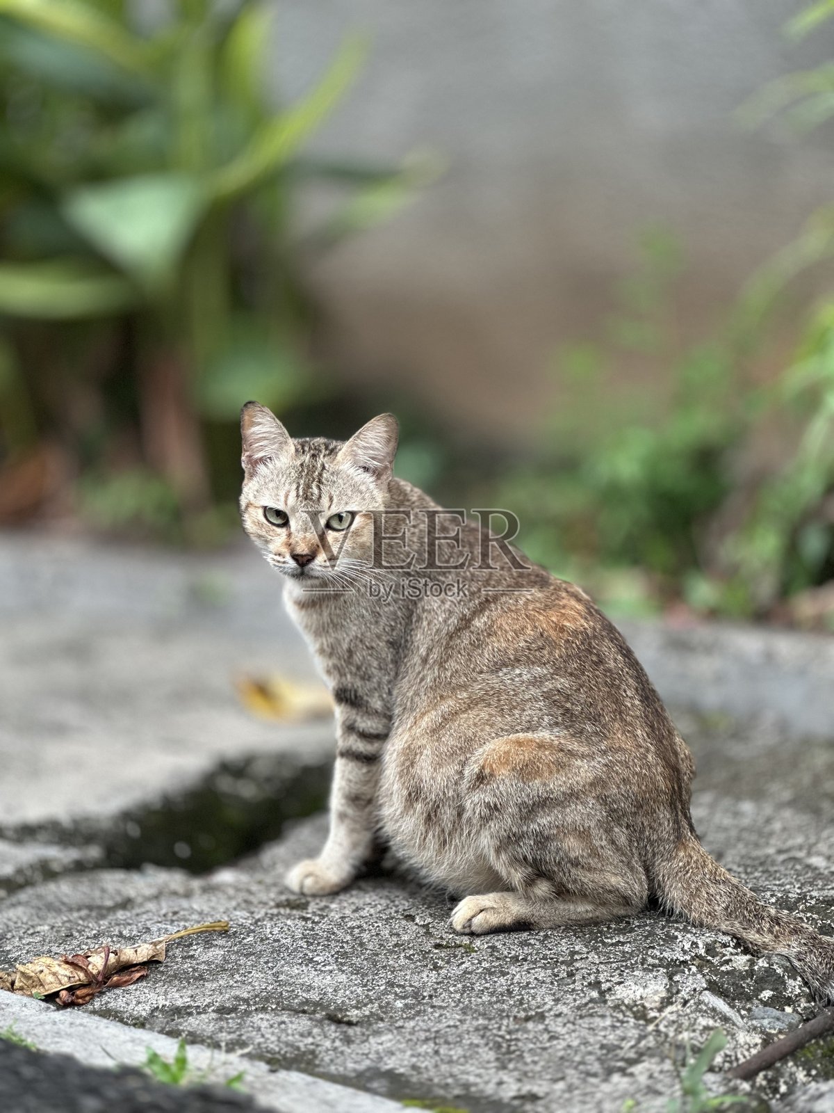 流浪猫怀孕了照片摄影图片
