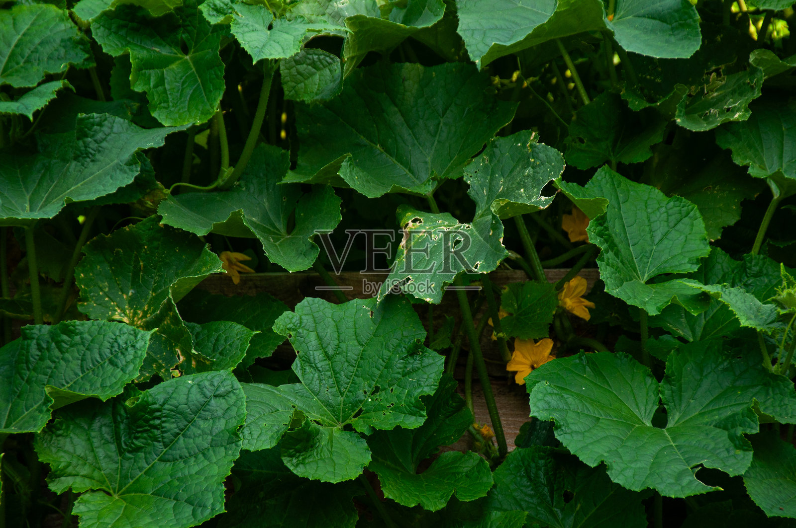 夏季木质花园床中生长的郁郁葱葱的西葫芦植物照片摄影图片