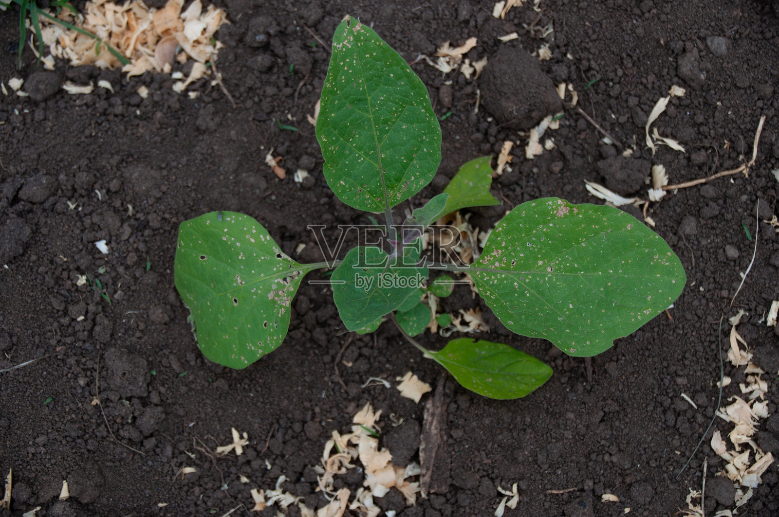 健康的绿色茄子在肥沃的土壤中发芽，生长在花园里照片摄影图片