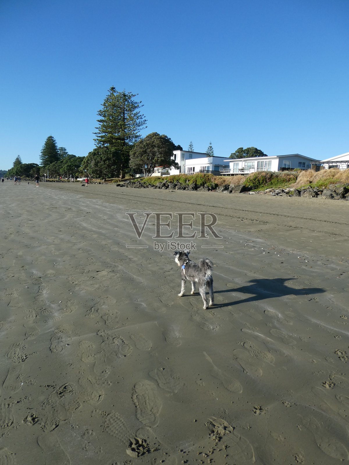 海滩上的狗。照片摄影图片