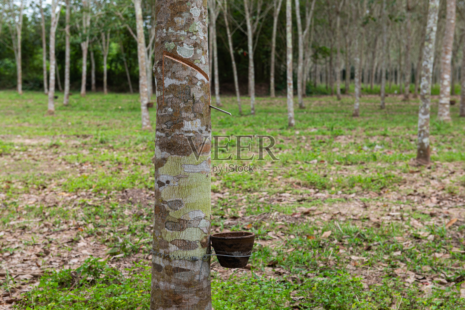 花园里的橡胶树，泰国的橡胶种植园，农业，经济，工业照片摄影图片