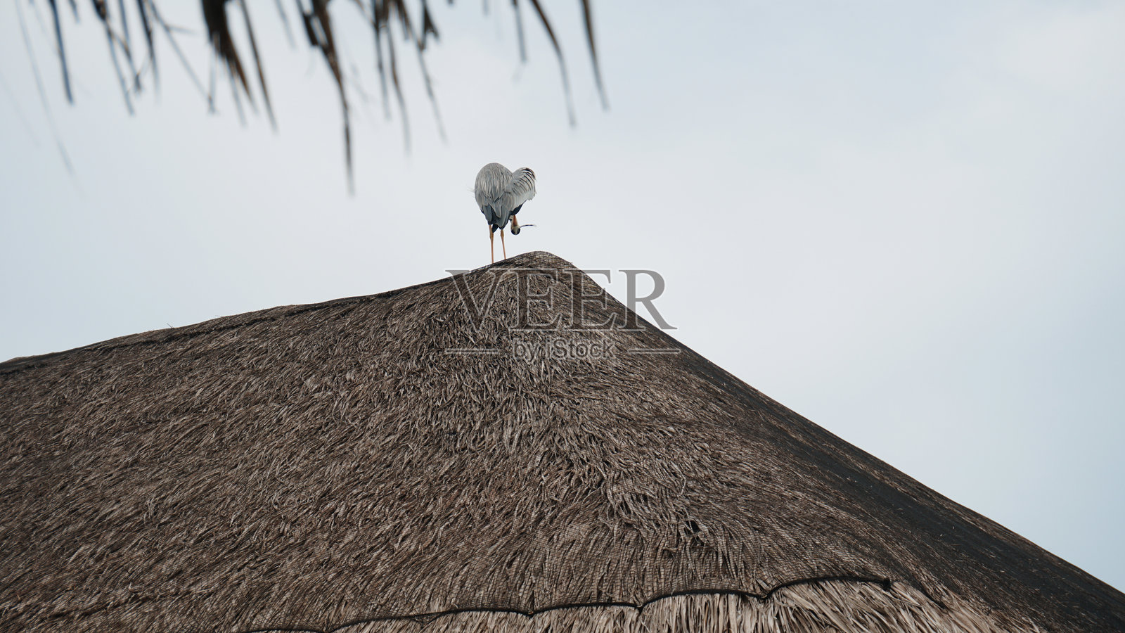 灰鹭站在茅草屋顶上照片摄影图片
