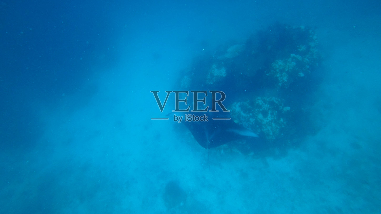 巨型海洋蝠鲼在清澈蓝水中的珊瑚礁附近游泳照片摄影图片