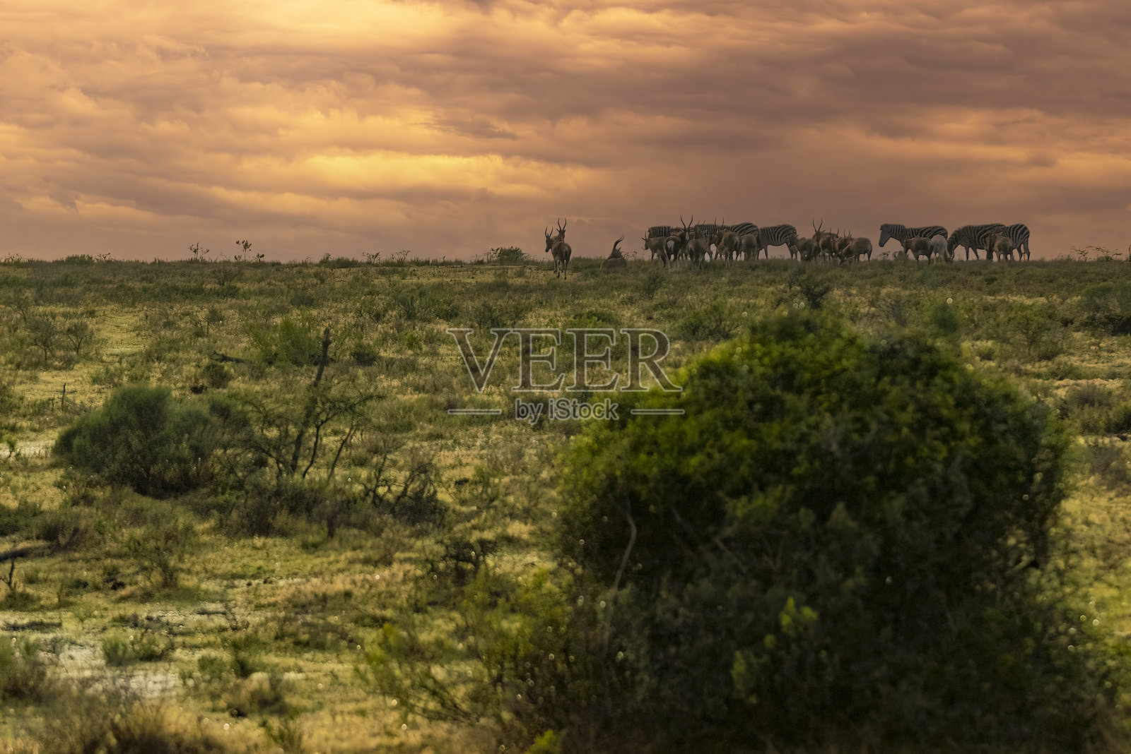 一群布莱斯博克在南非的野生动物保护区中觅食。照片摄影图片