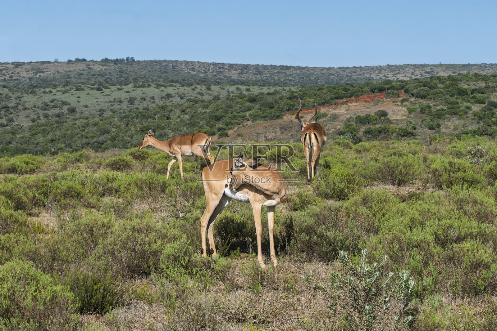 南非野生动物保护区中的雌性黑斑羚。照片摄影图片