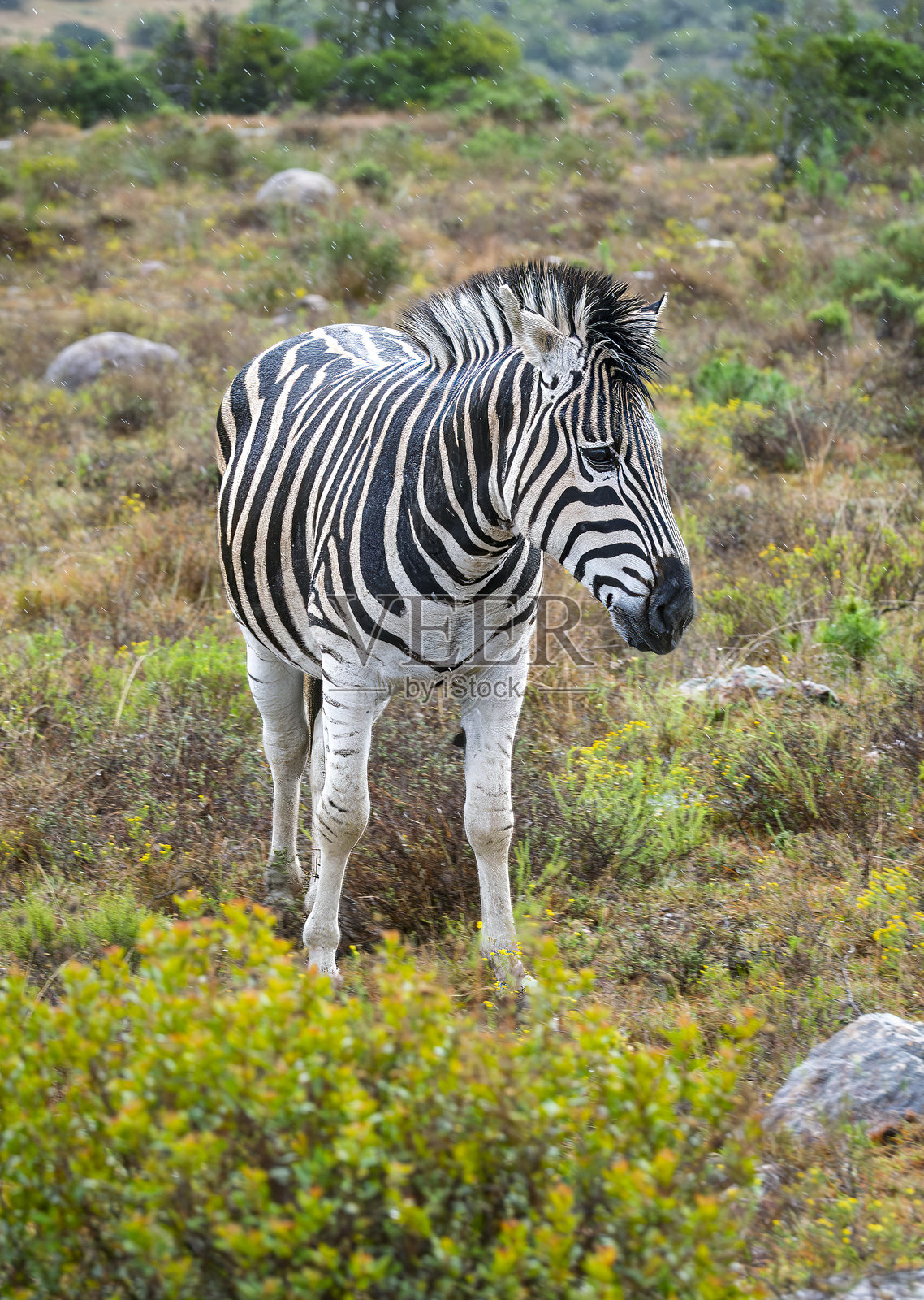 布切尔斑马在南非的野生动物保护区。照片摄影图片