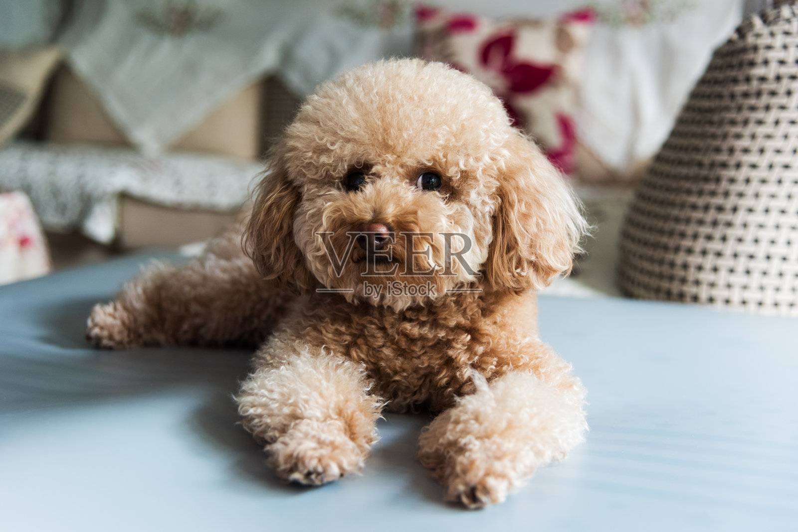 可爱的泰迪犬在沙发上休息照片摄影图片