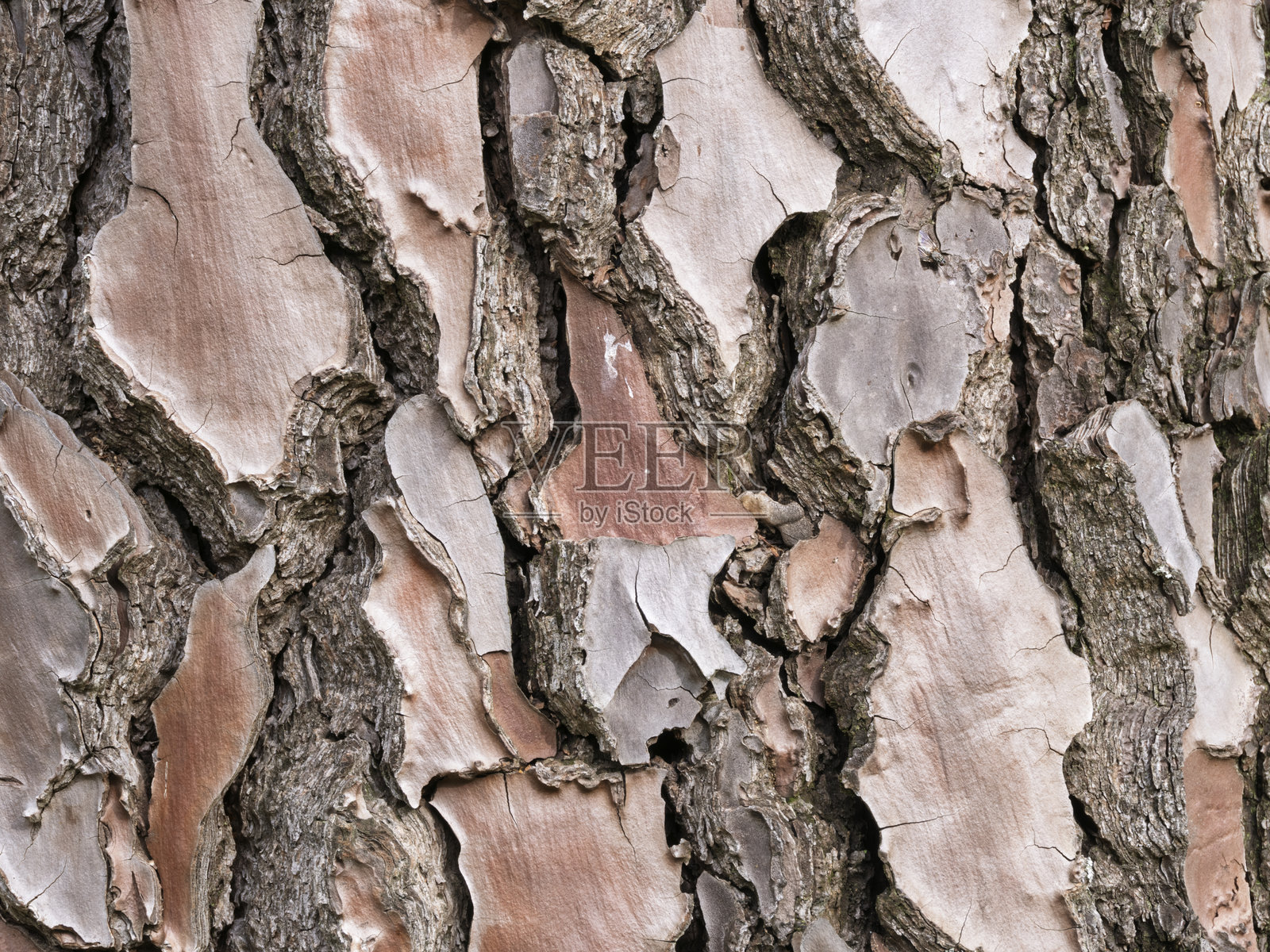 苏格兰松树干的树皮照片摄影图片