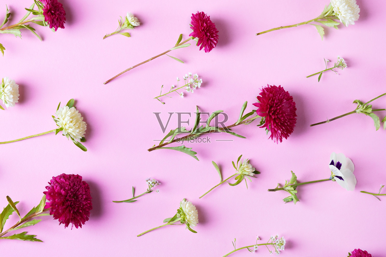 菊花的背景照片摄影图片