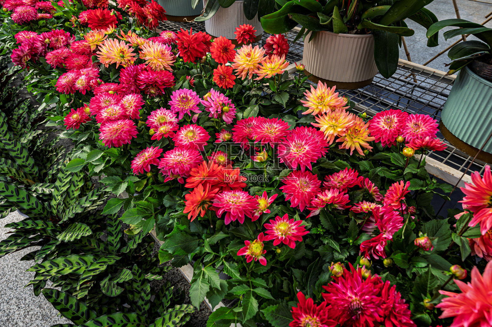 冬季温室中的菊花盛开照片摄影图片