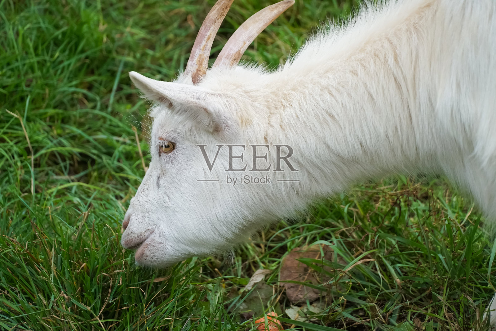 白色山羊带着角，安静地在郁郁葱葱的草地上吃草，沐浴在温暖的阳光下，享受着大自然美景中的宁静时刻。照片摄影图片