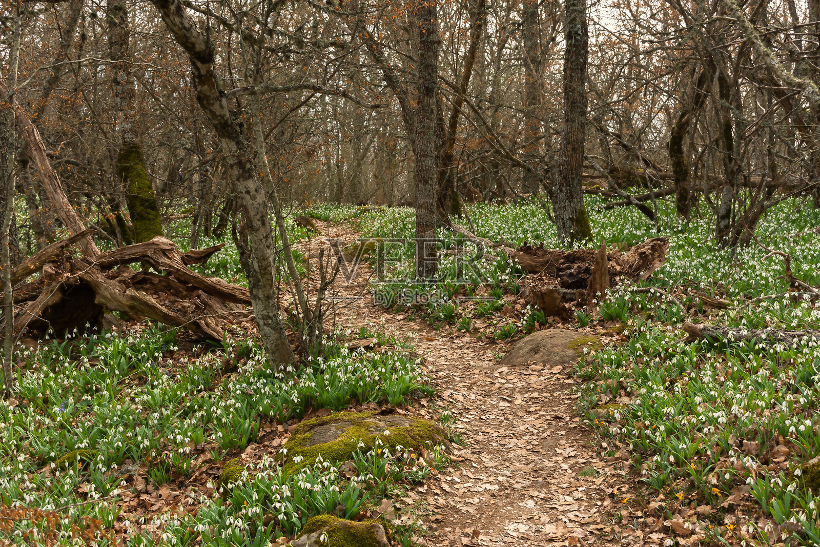 森林中的雪花莲春天。照片摄影图片