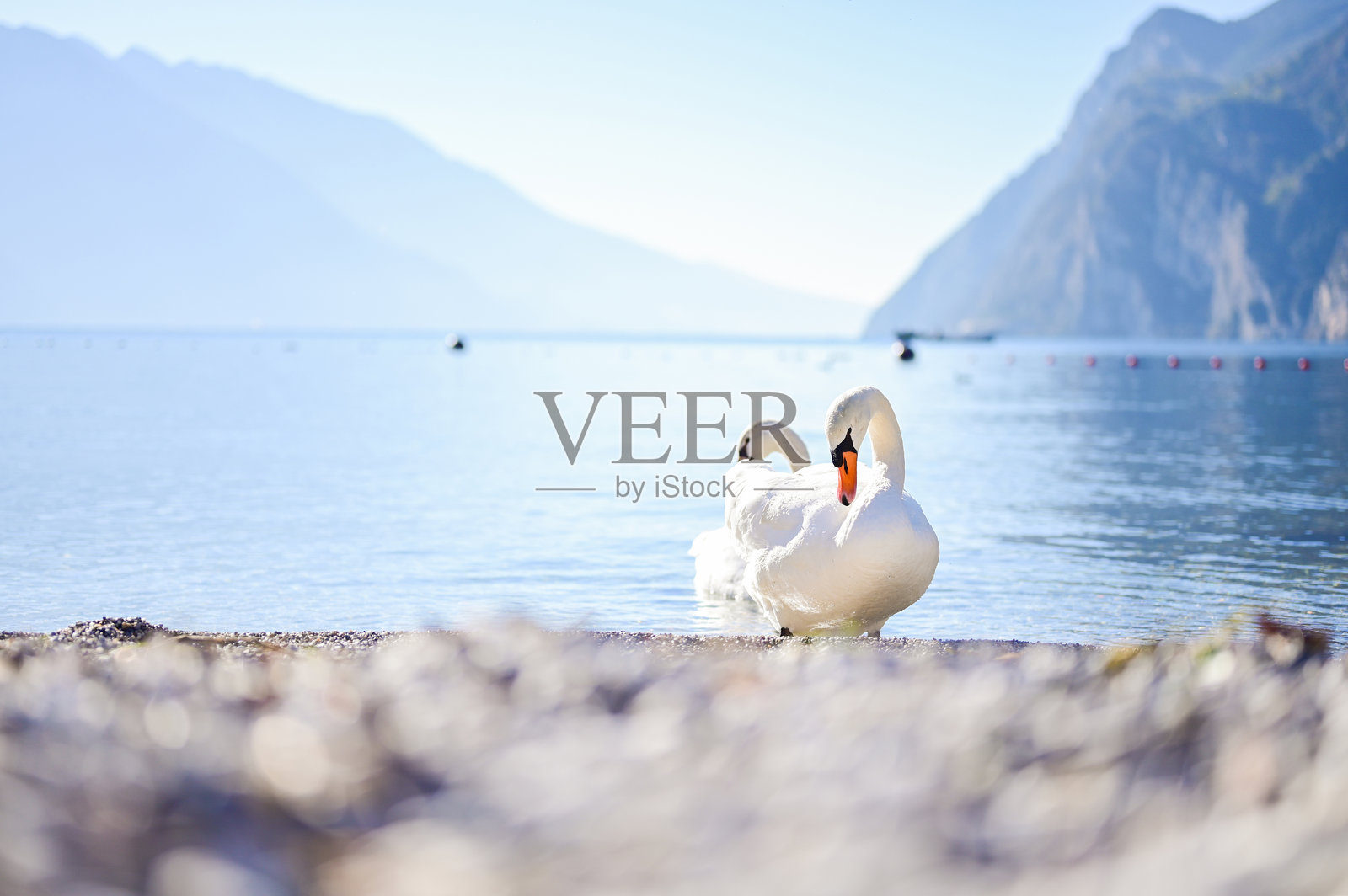 一对天鹅在加尔达湖岸边放松。照片摄影图片