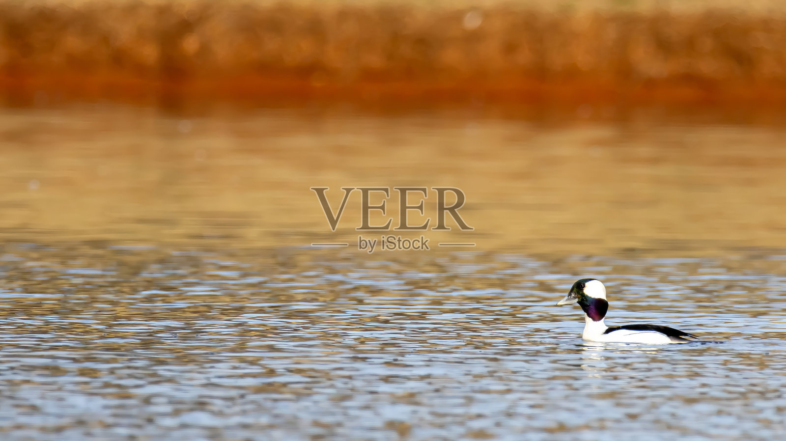 日落池塘的白头鸭风景自然景观，橙色与蓝色的水面，独特而美丽的自然空间。照片摄影图片