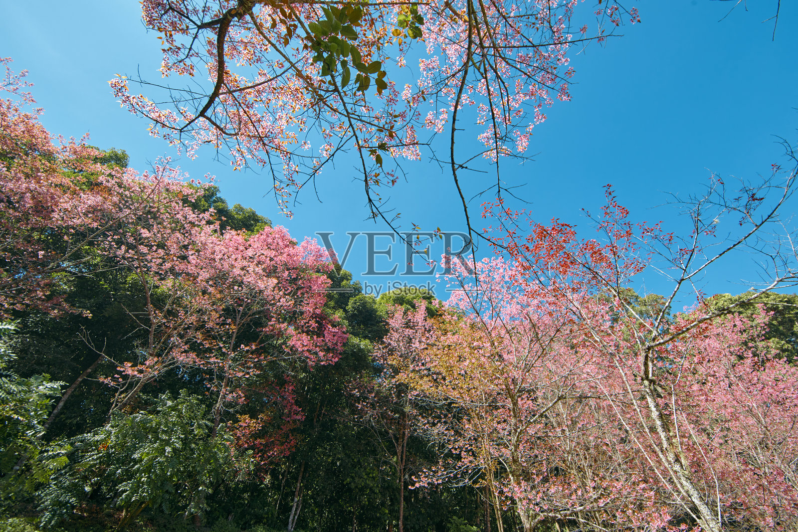 泰国的野生喜马拉雅樱花照片摄影图片