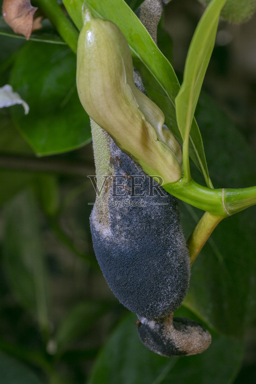 菠萝蜜 - Artocarpus heterophyllus照片摄影图片