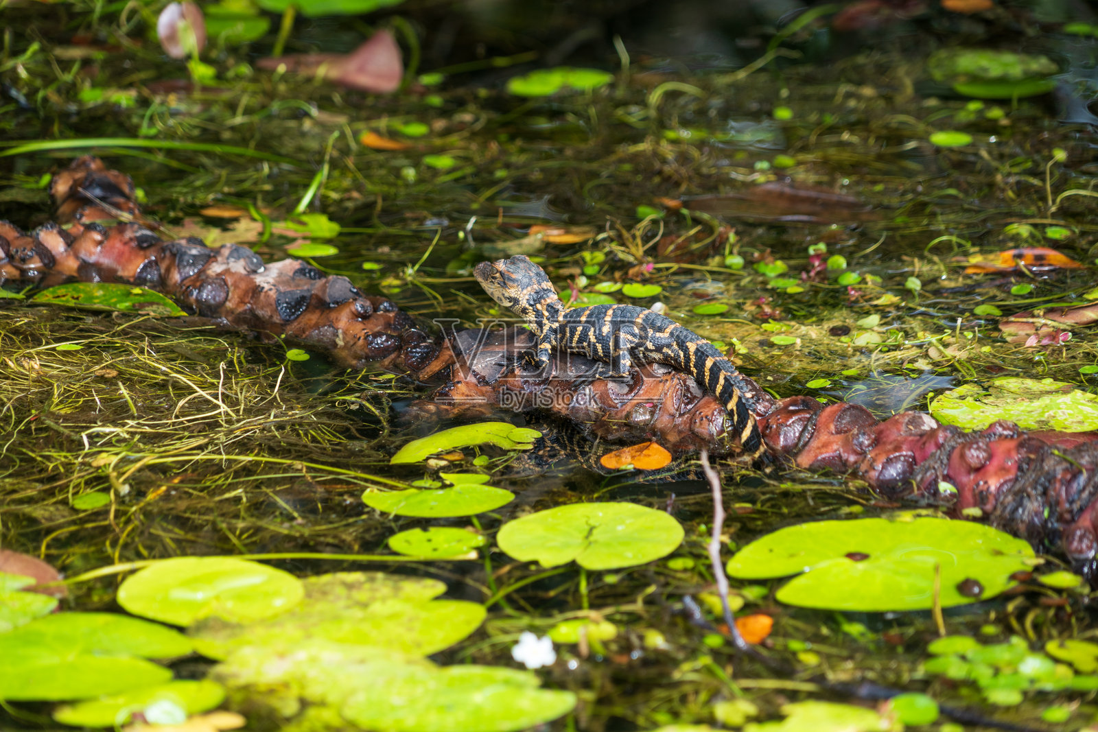 佛罗里达州埃弗格雷德斯国家公园的鳄鱼照片摄影图片