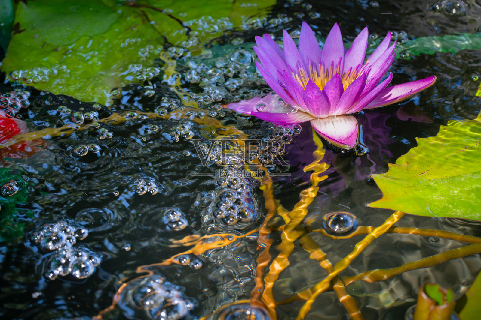 池塘中的睡莲照片摄影图片