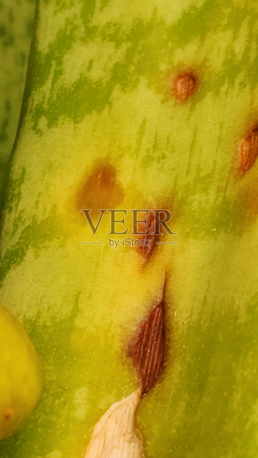 龙血树和虎尾兰叶子上的黑斑可能表明细菌腐烂，这种情况在高湿度和通风不良的环境中更容易发生。隔离受影响的叶子并减少浇水有助于控制植物中疾病的传播。照片摄影图片