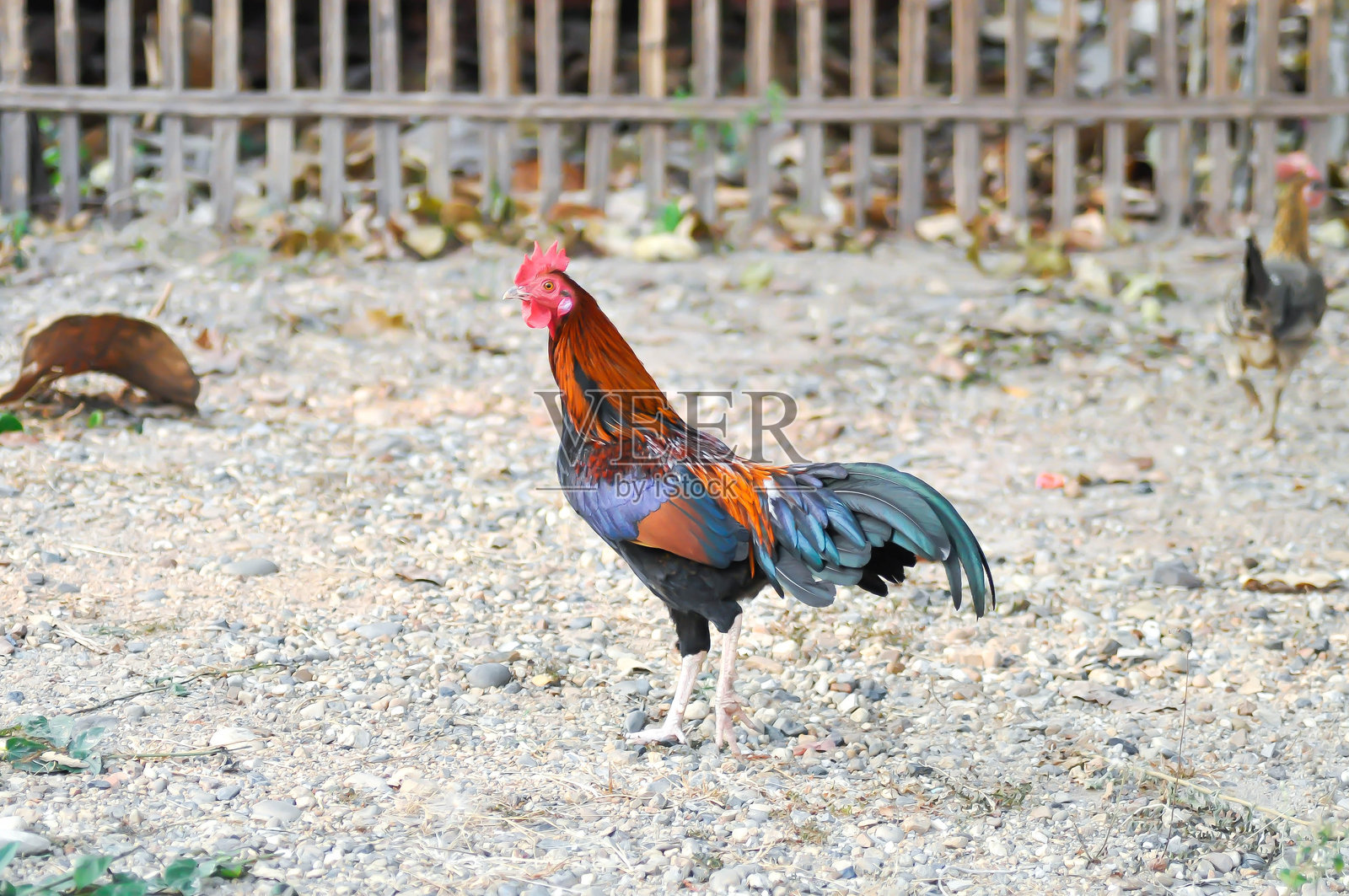 地上的公鸡、鸡或母鸡照片摄影图片