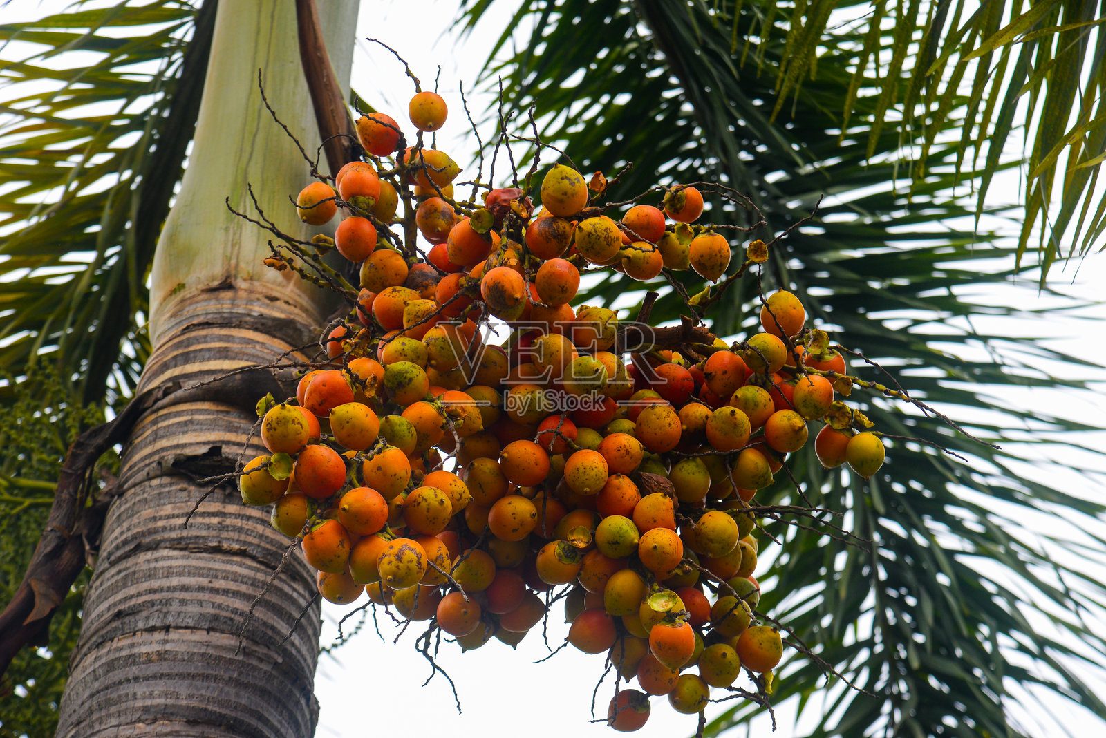 树上的成熟红色槟榔果特写 - 槟榔 (Areca catechu)照片摄影图片