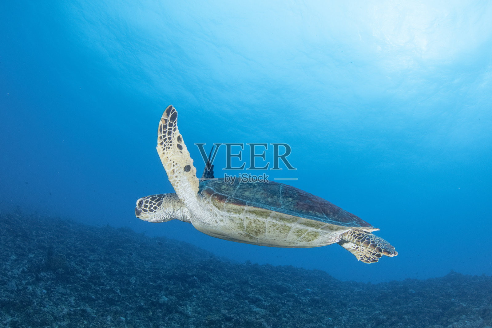 优雅游动的海龟水下照片照片摄影图片