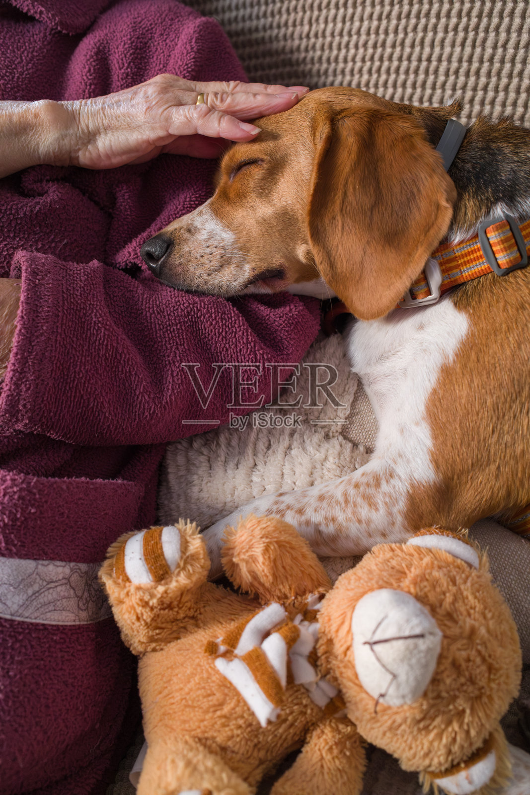 无法辨认的老年女性在家中放松，抚摸着她的比格犬。照片摄影图片