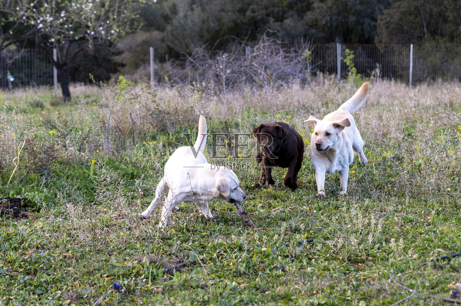 拉布拉多犬在春季乡村田野上玩耍，周围是生机勃勃的绿草和盛开的花朵照片摄影图片