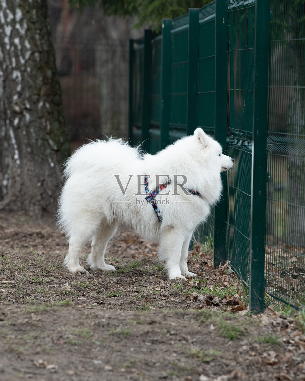 一只毛茸茸的萨摩耶犬好奇地站在公园的绿色围栏旁，毛发在秋天的树叶中显得格外明亮。气氛宁静而宜人。照片摄影图片