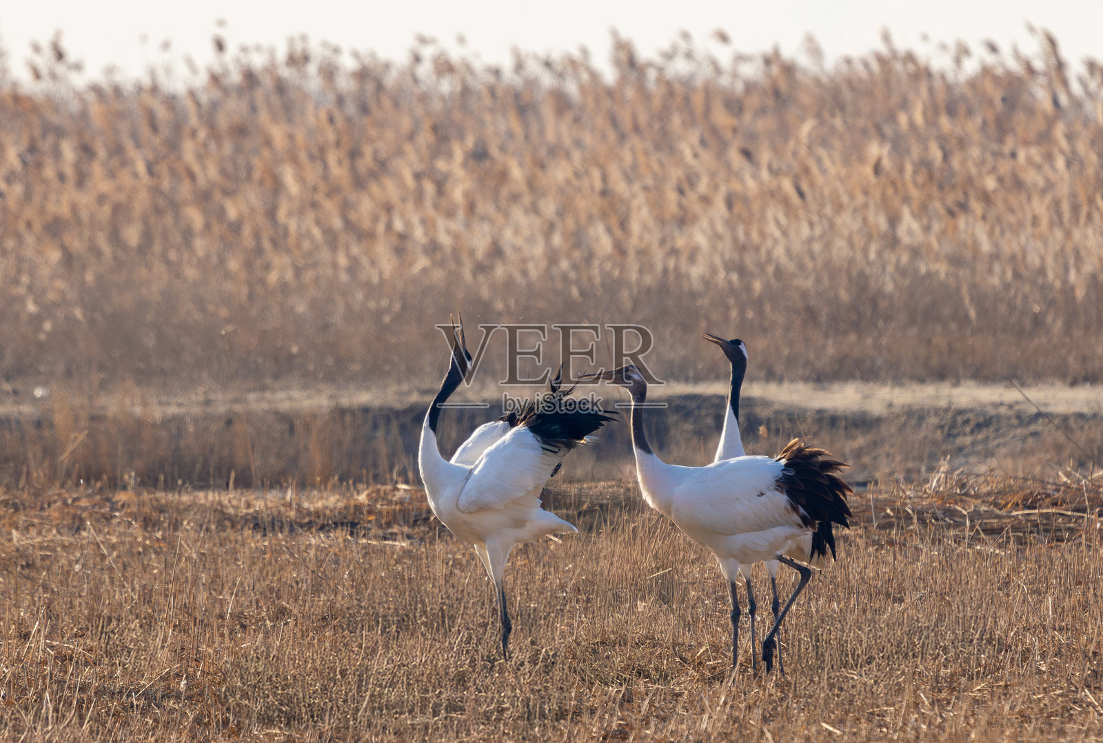 丹顶鹤在江苏盐城芦苇荡中漫步照片摄影图片