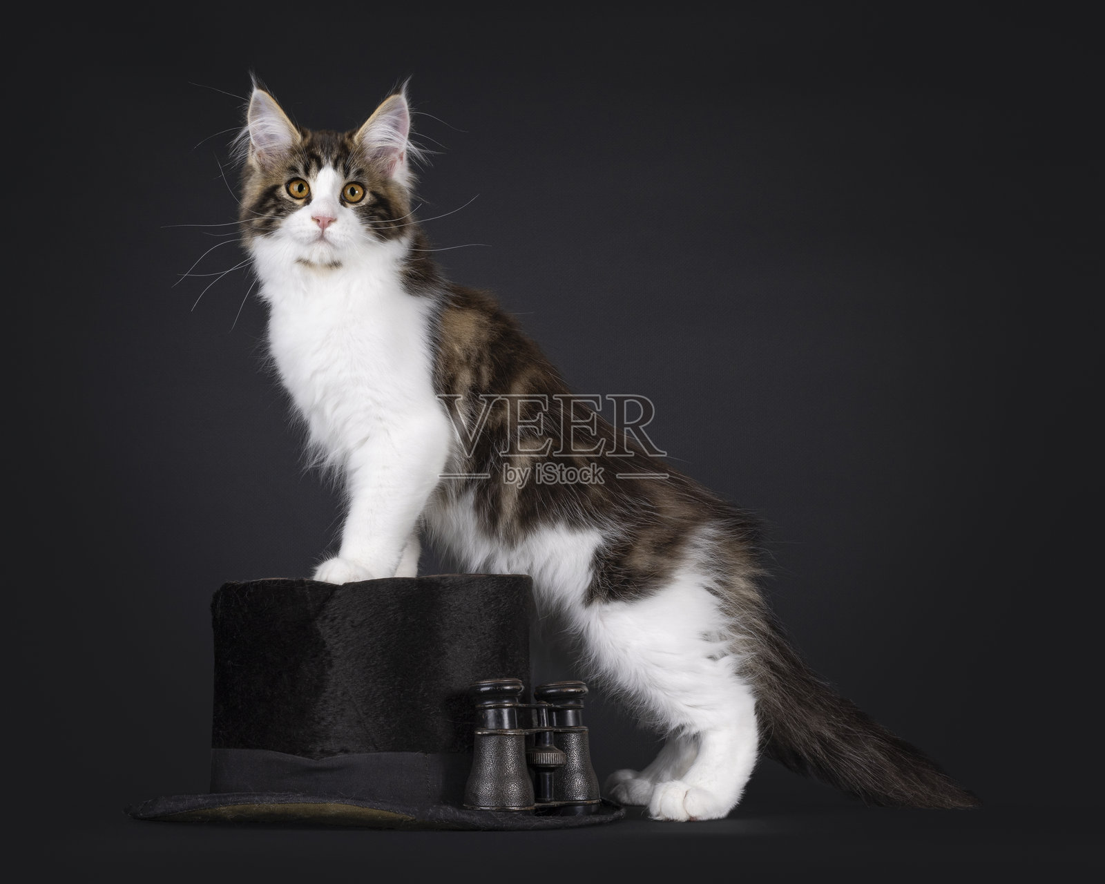 黑色背景上的缅因猫小猫照片摄影图片