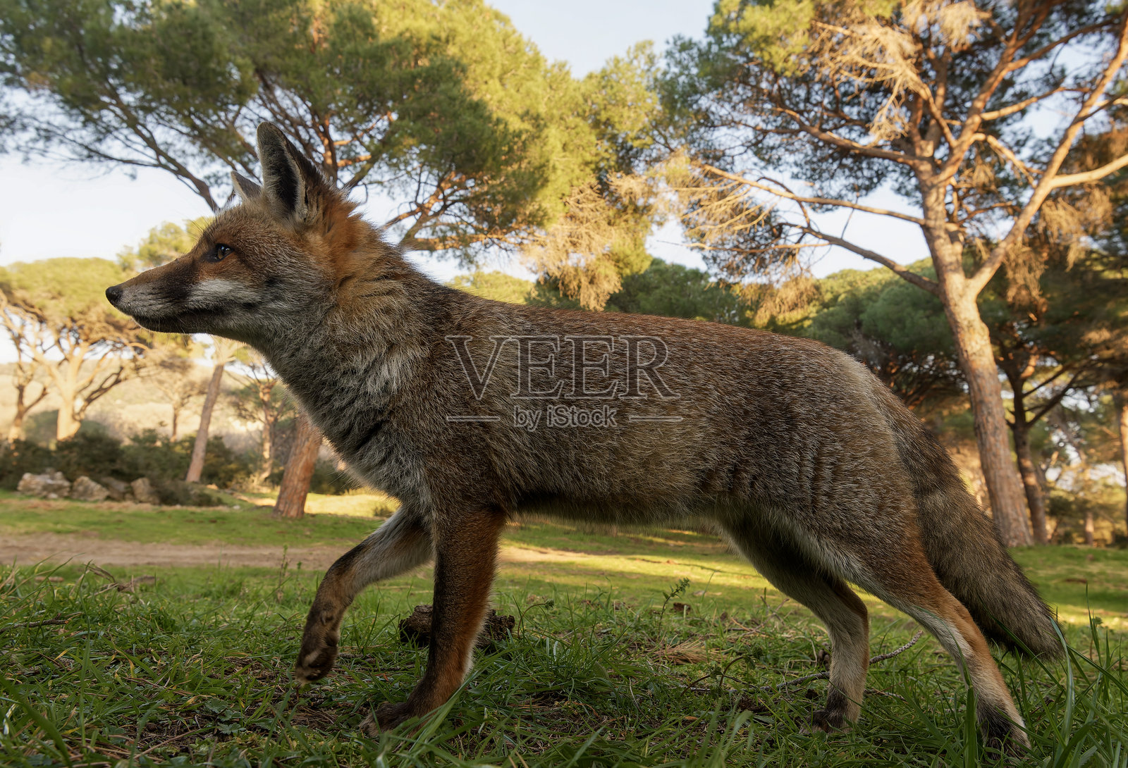 松林中的红狐照片摄影图片
