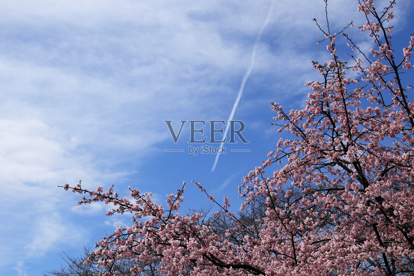 日本埼玉的樱花照片摄影图片