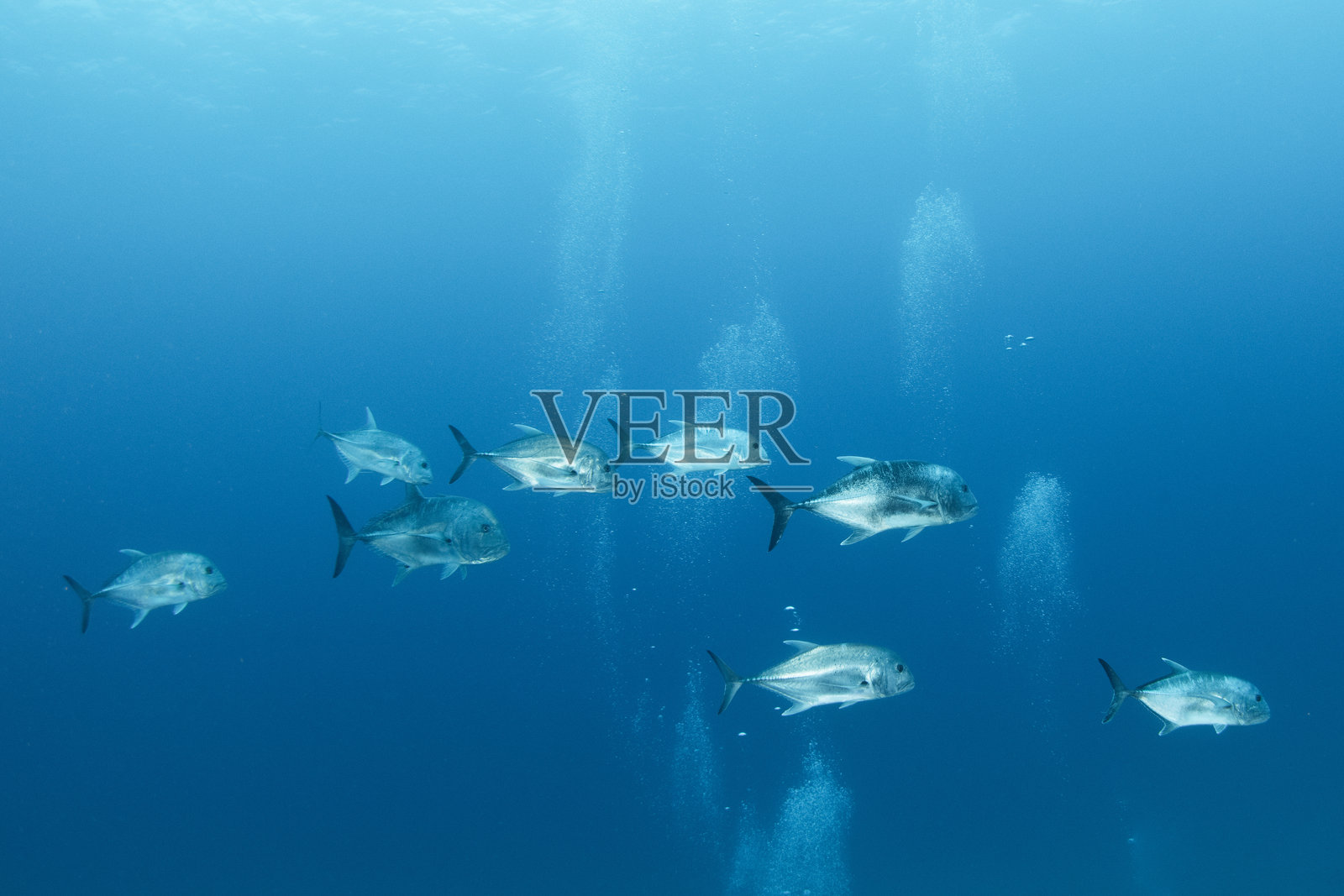 美丽的水下照片，展示了鱼在蓝色海洋中游泳。照片摄影图片