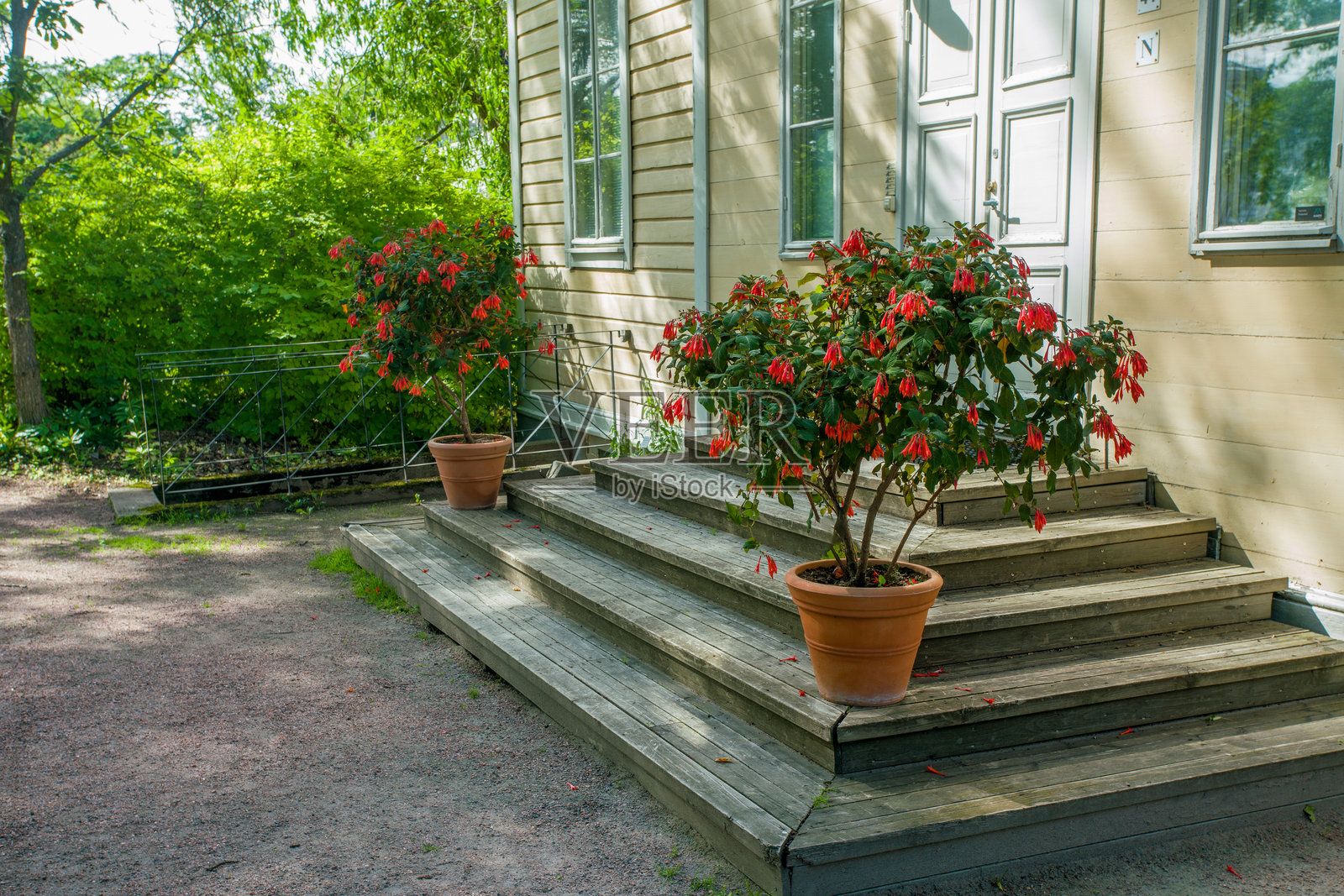 惊艳的红色紫茉莉花（'Coralle'）在木屋台阶上的盆栽中盛开照片摄影图片