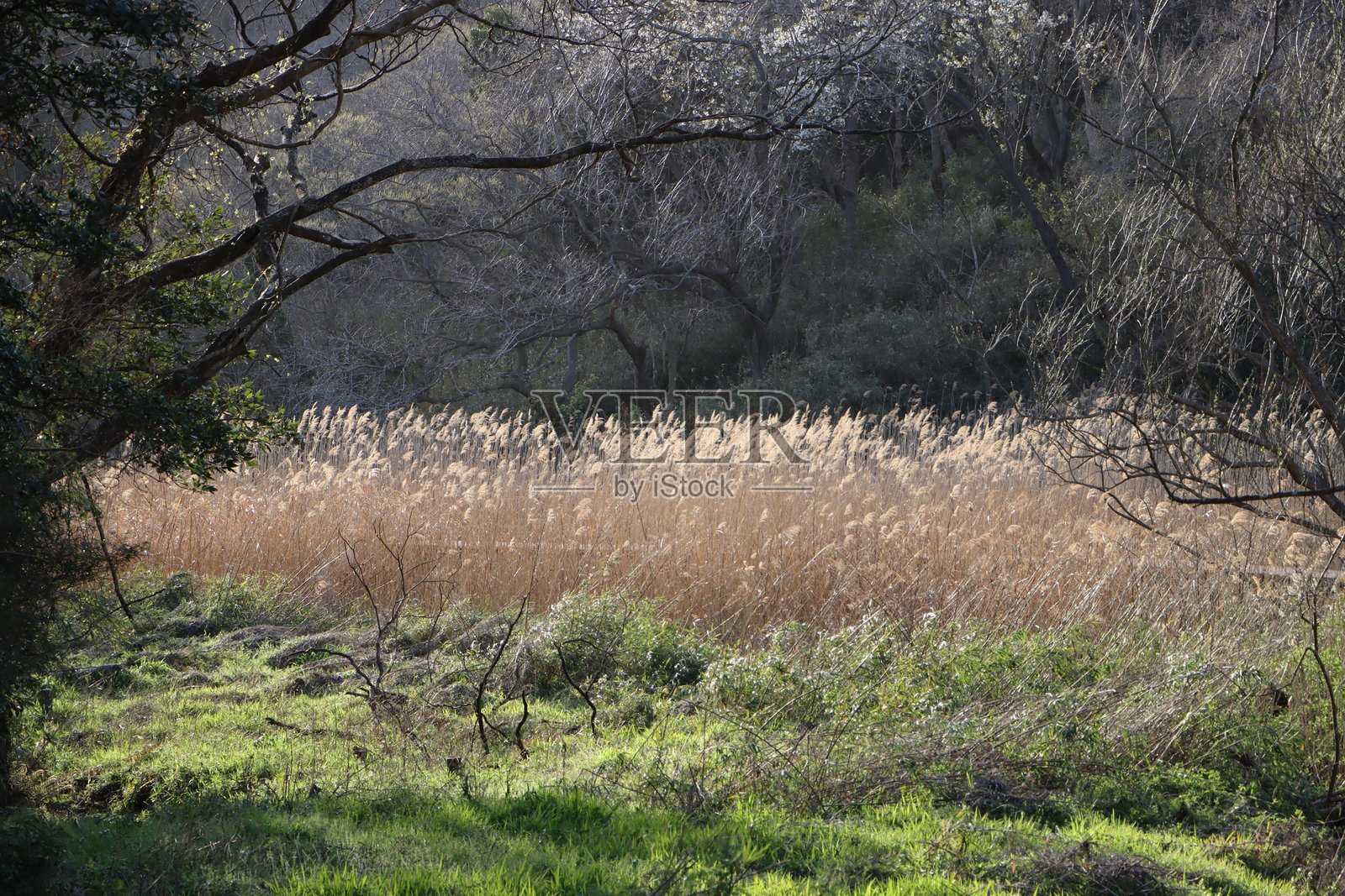 日本芒草照片摄影图片