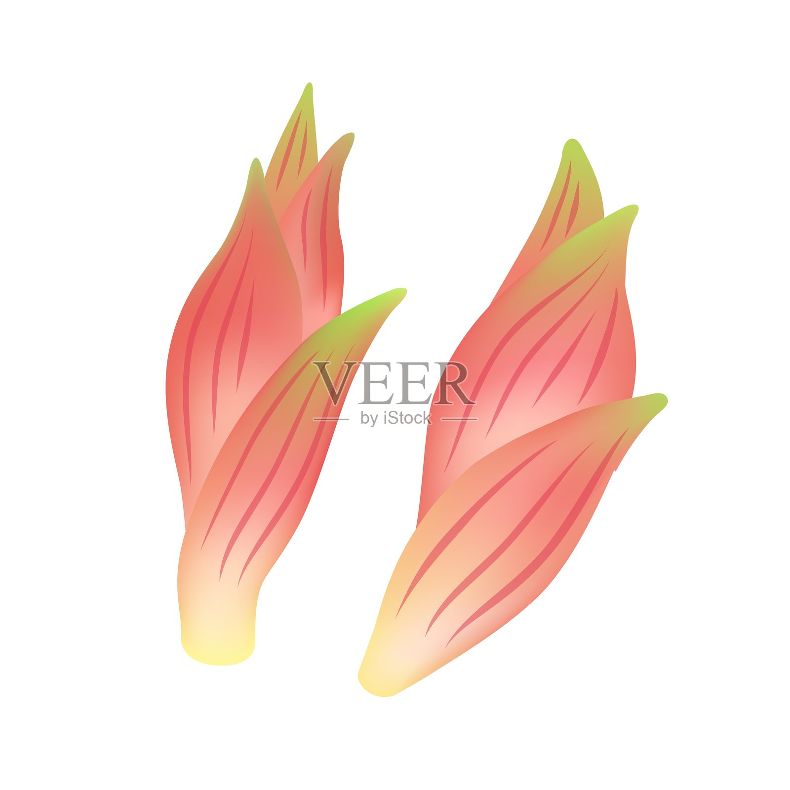 白色背景上的茗荷（日本生姜）插画图片素材