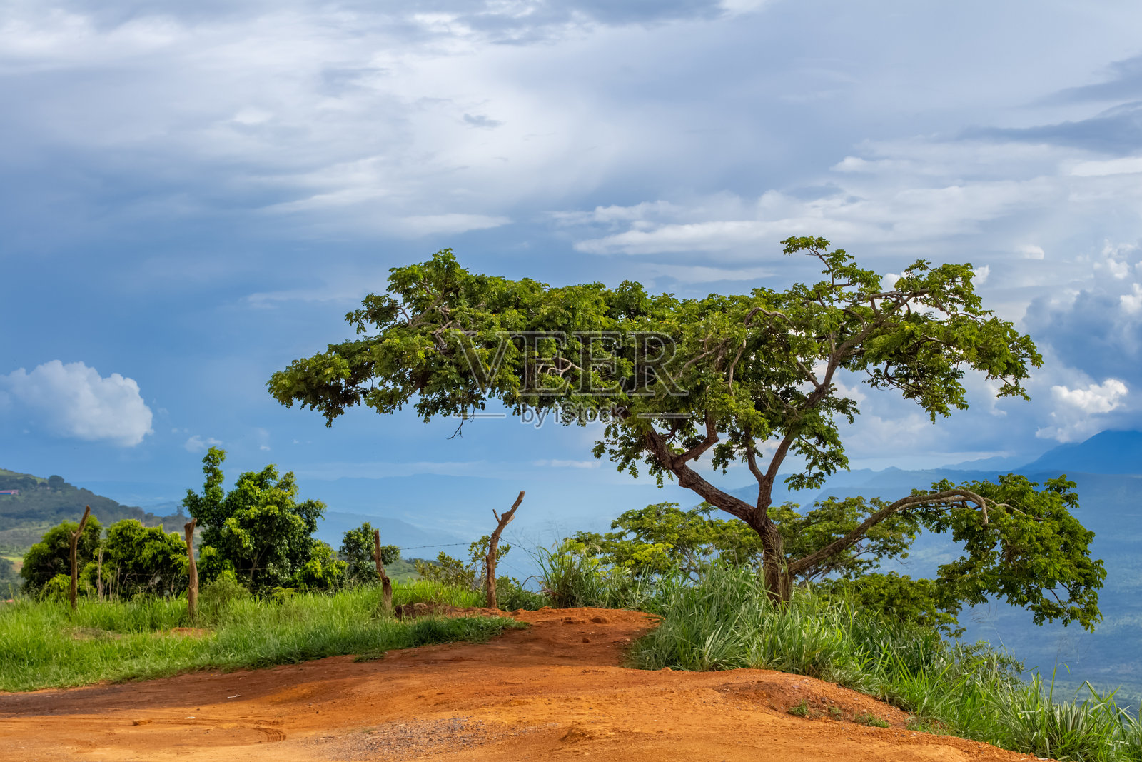 安第斯山脉背景下的美丽绿叶树，位于哥伦比亚桑坦德的巴里查拉。照片摄影图片
